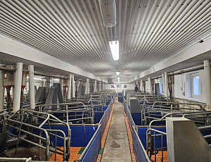 Oprava podhledu stáje chovu prasat